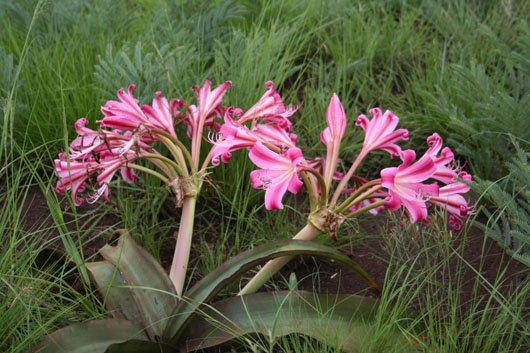 Crinum graminicola