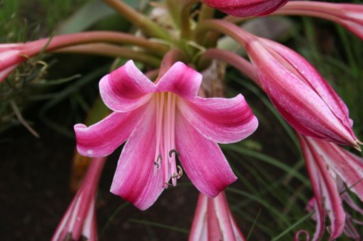 Crinum graminicola flowers