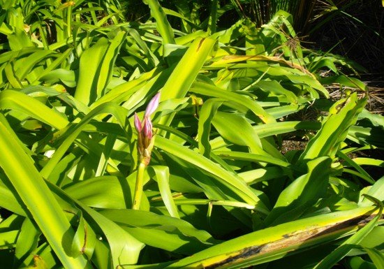 Crinum macowanii leaves and buds