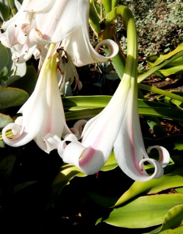 Crinum macowanii flowers from the outside