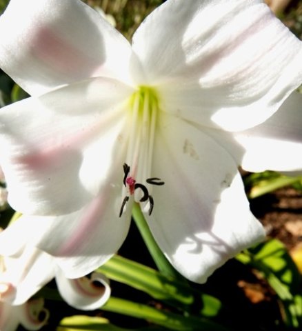 Crinum macowanii inside the flower