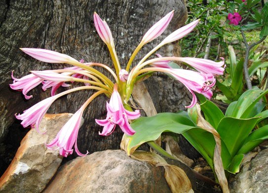 Crinum stuhlmannii 