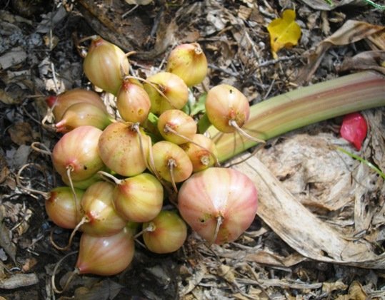 Crinum stuhlmannii fruits