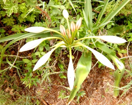 Crinum macowanii buds