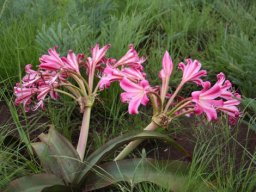 Crinum graminicola