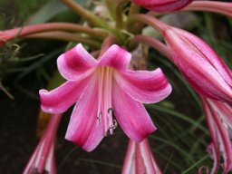 Crinum graminicola flowers
