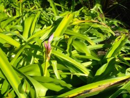 Crinum macowanii leaves and buds