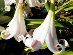 Crinum macowanii flowers from the outside