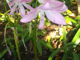 Crinum moorei