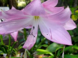 Crinum moorei flower