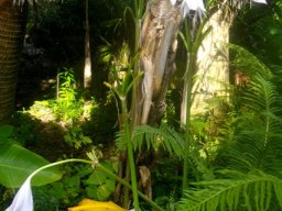 Crinum moorei tall inflorescences