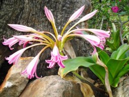 Crinum stuhlmannii 