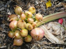 Crinum stuhlmannii fruits