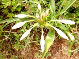 Crinum macowanii buds
