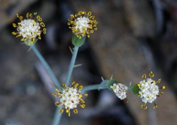Curio articulatus flowerheads
