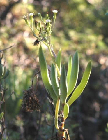 Curio ficoides stem-tip inflorescence