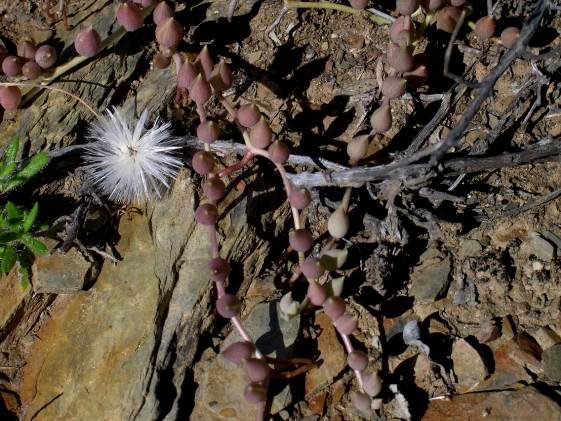 Curio radicans fluffy fruit pappuses