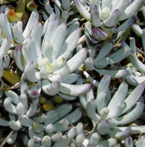 Curio repens