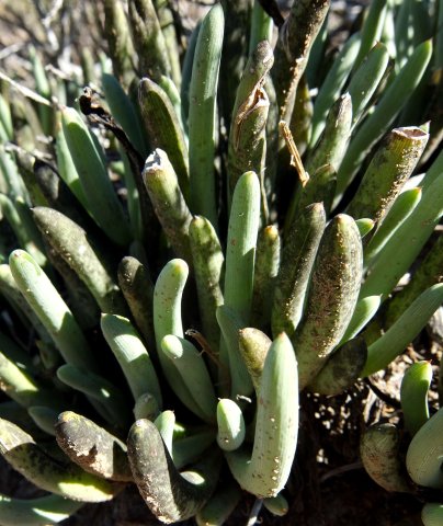 Curio acaulis leaves lichened black