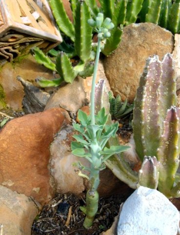 Curio articulatus developing inflorescence