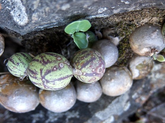 Curio articulatus stems to be noticed
