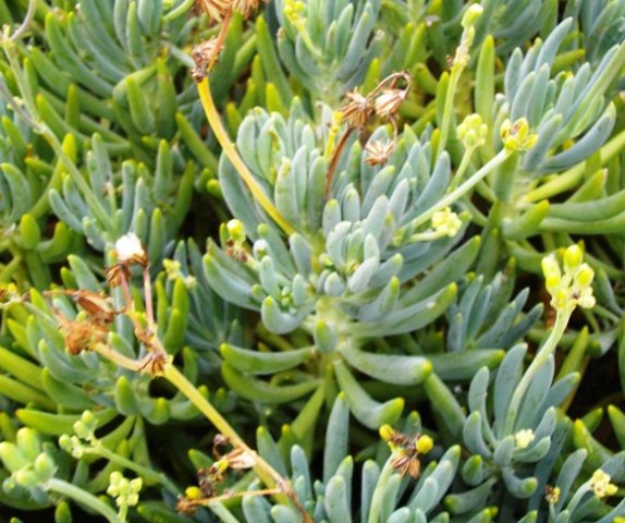 Curio crassulifolius or blue fingers