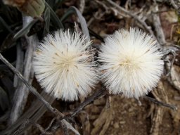 Curio acaulis fluffy fruits