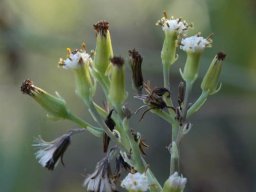 Curio ficoides flowerheads in different stages