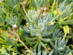 Curio crassulifolius or blue fingers