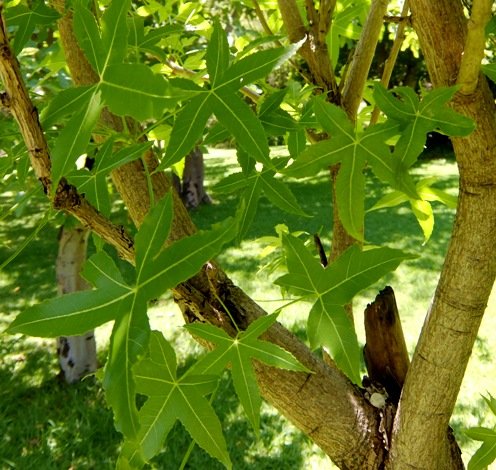 Cussonia natalensis stems