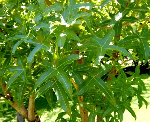 Cussonia natalensis
