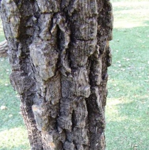 Cussonia paniculata subsp. sinuata