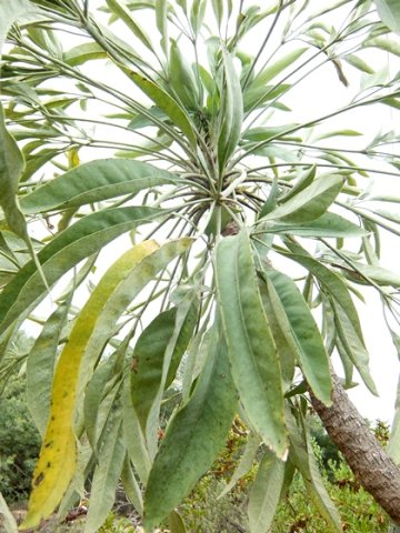 Cussonia paniculata subsp. paniculata leaves