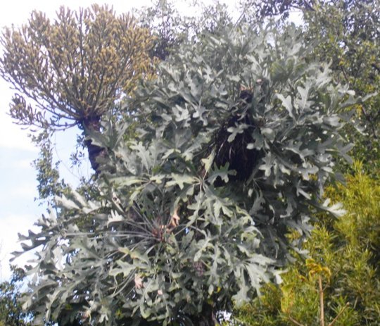 Cussonia paniculata subsp. sinuata on the Magaliesberg