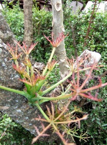 Cussonia spicata, new beginnings