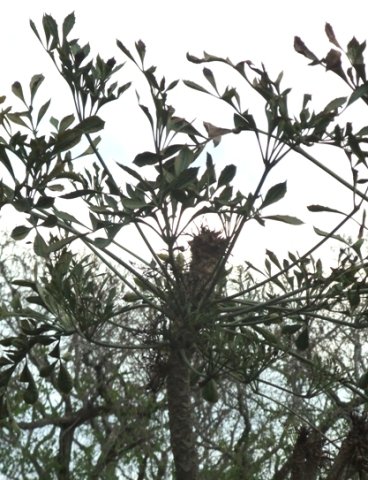 Cussonia spicata