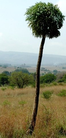 Cussonia transvaalensis
