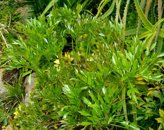 Cussonia zuluensis