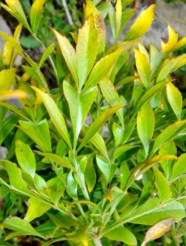 Cussonia zuluensis leaf