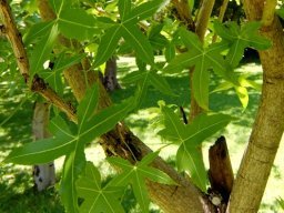 Cussonia natalensis stems