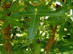 Cussonia natalensis leaf