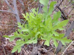Cussonia paniculata subsp. sinuata new leaves