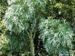 Cussonia paniculata subsp. sinuata
