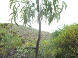 Cussonia paniculata subsp. paniculata
