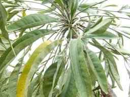 Cussonia paniculata subsp. paniculata leaves