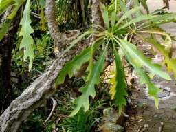 Cussonia paniculata subsp. sinuata leaf