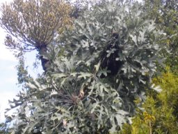 Cussonia paniculata subsp. sinuata on the Magaliesberg