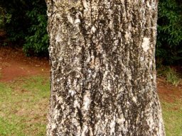 Cussonia spicata trunk