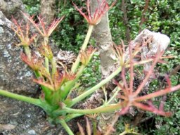Cussonia spicata, new beginnings