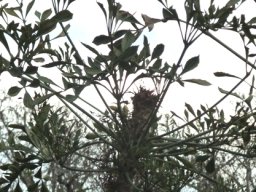 Cussonia spicata